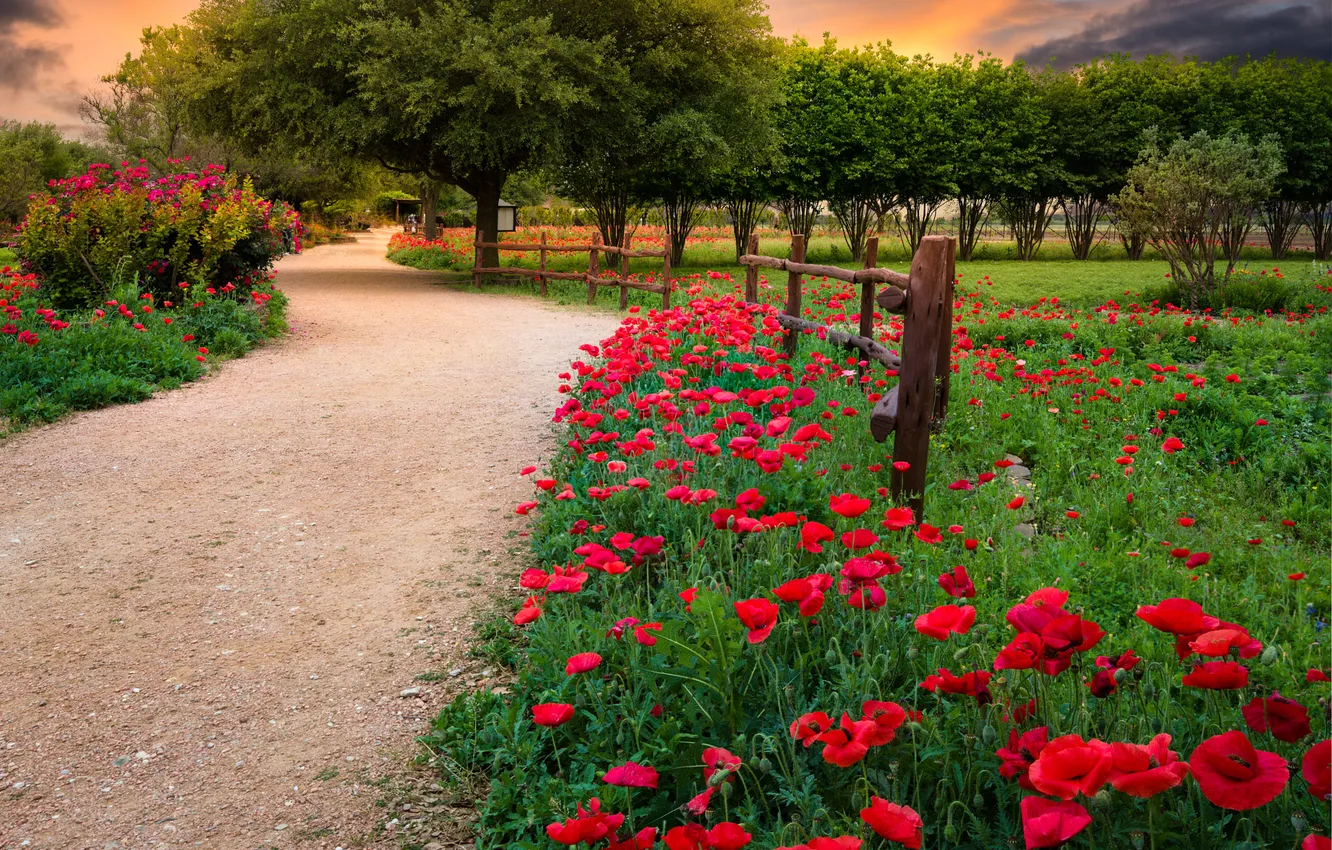 Photo wallpaper road, trees, flowers, red, Park, the fence, Maki, garden