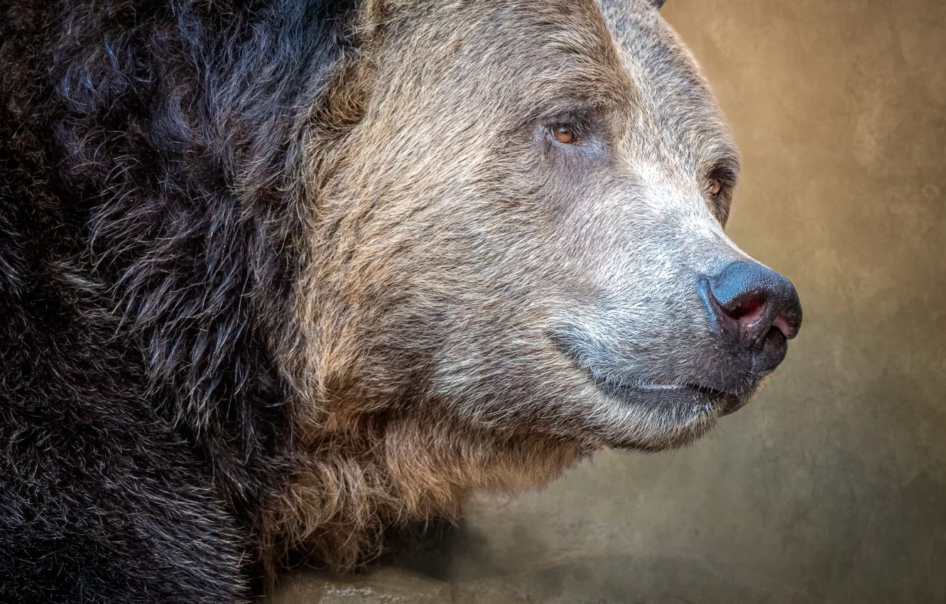 Photo wallpaper portrait, predator, bear