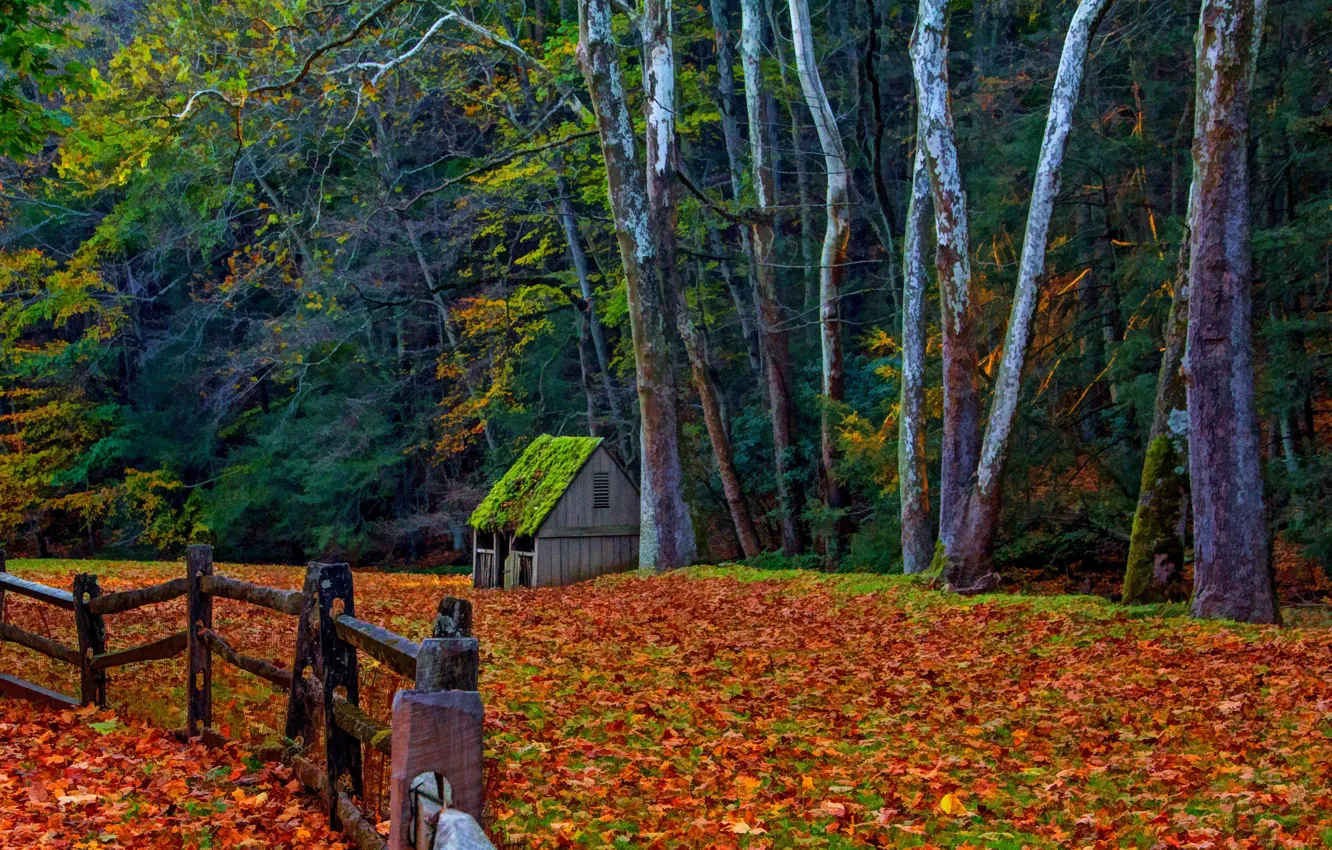 Photo wallpaper road, autumn, forest, grass, leaves, trees, nature, Park