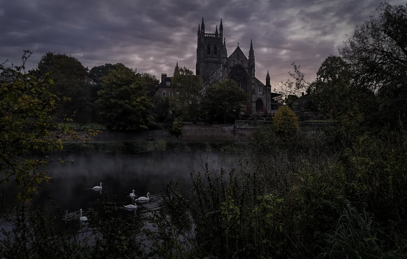 Photo wallpaper trees, fog, castle, thickets, Gothic, the evening, twilight, swans