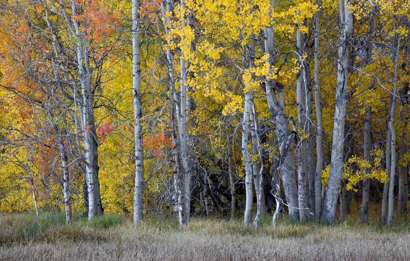 Photo wallpaper autumn, forest, trees, foliage
