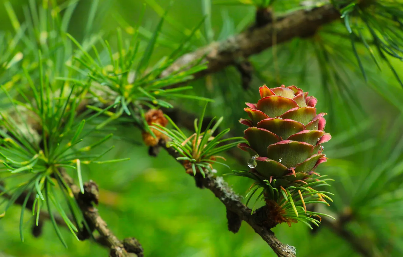 Photo wallpaper pine, twig, cone