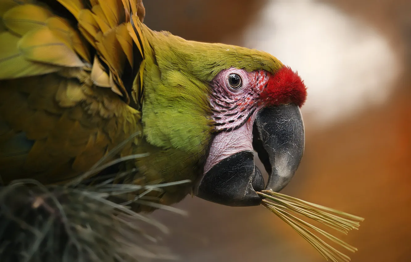 Photo wallpaper look, needles, branches, green, bird, portrait, parrot, needles