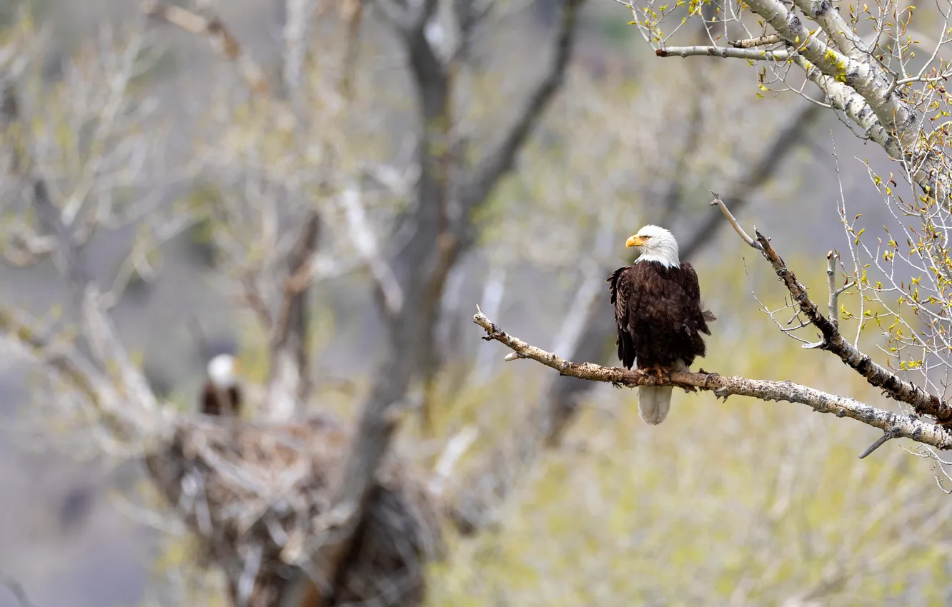 Photo wallpaper trees, branches, nature, background, bird, eagle, spring, profile