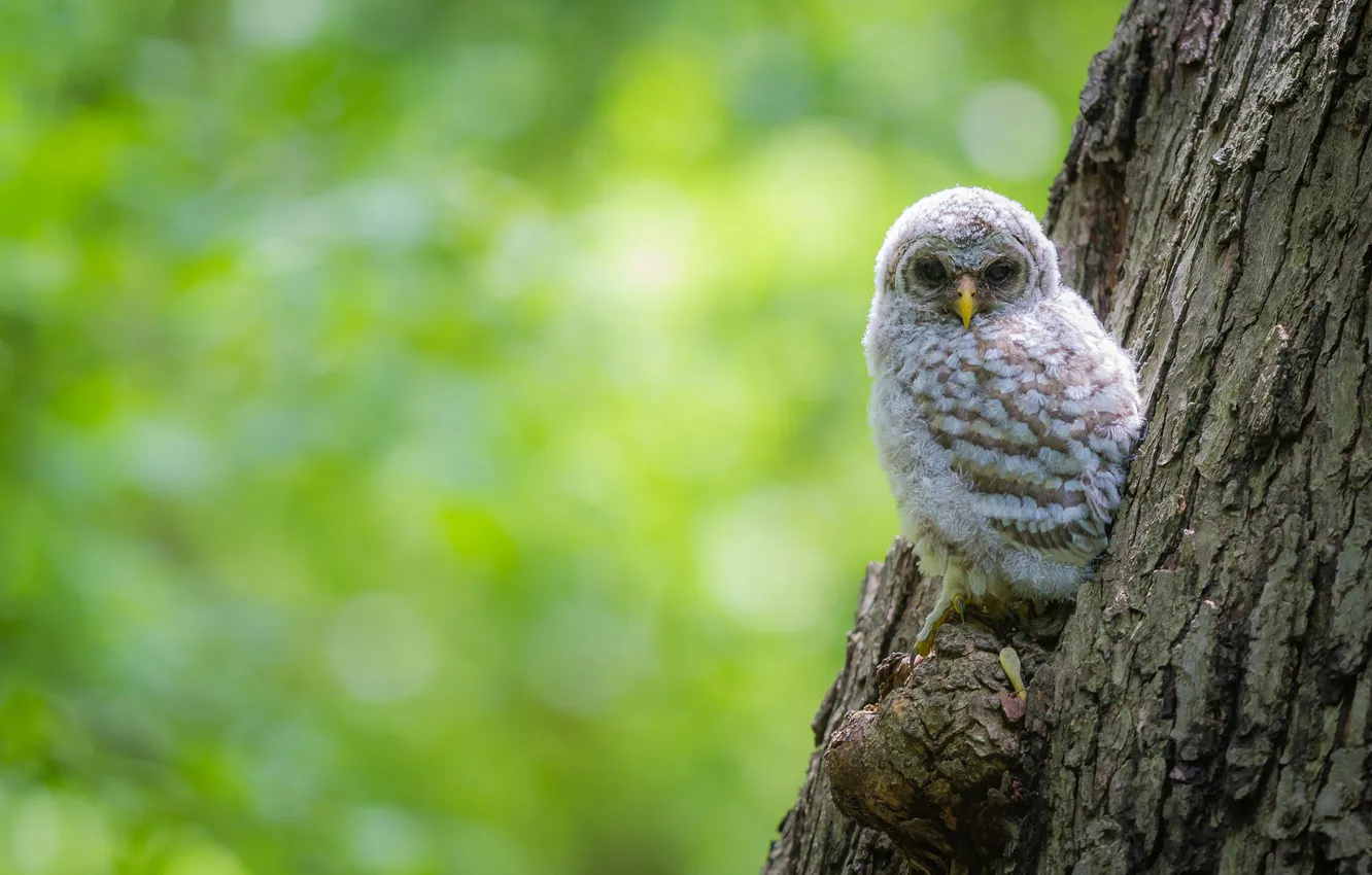 Photo wallpaper trees, background, owl, bird, bark, Chicks, bokeh, owlet