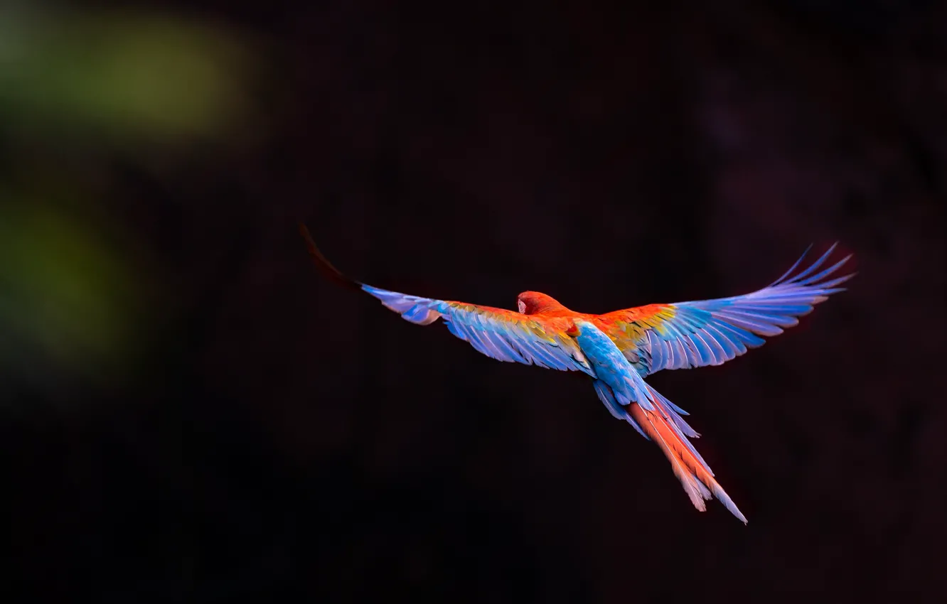 Photo wallpaper flight, the dark background, bird, parrot, flies, flying, Ara, wingspan