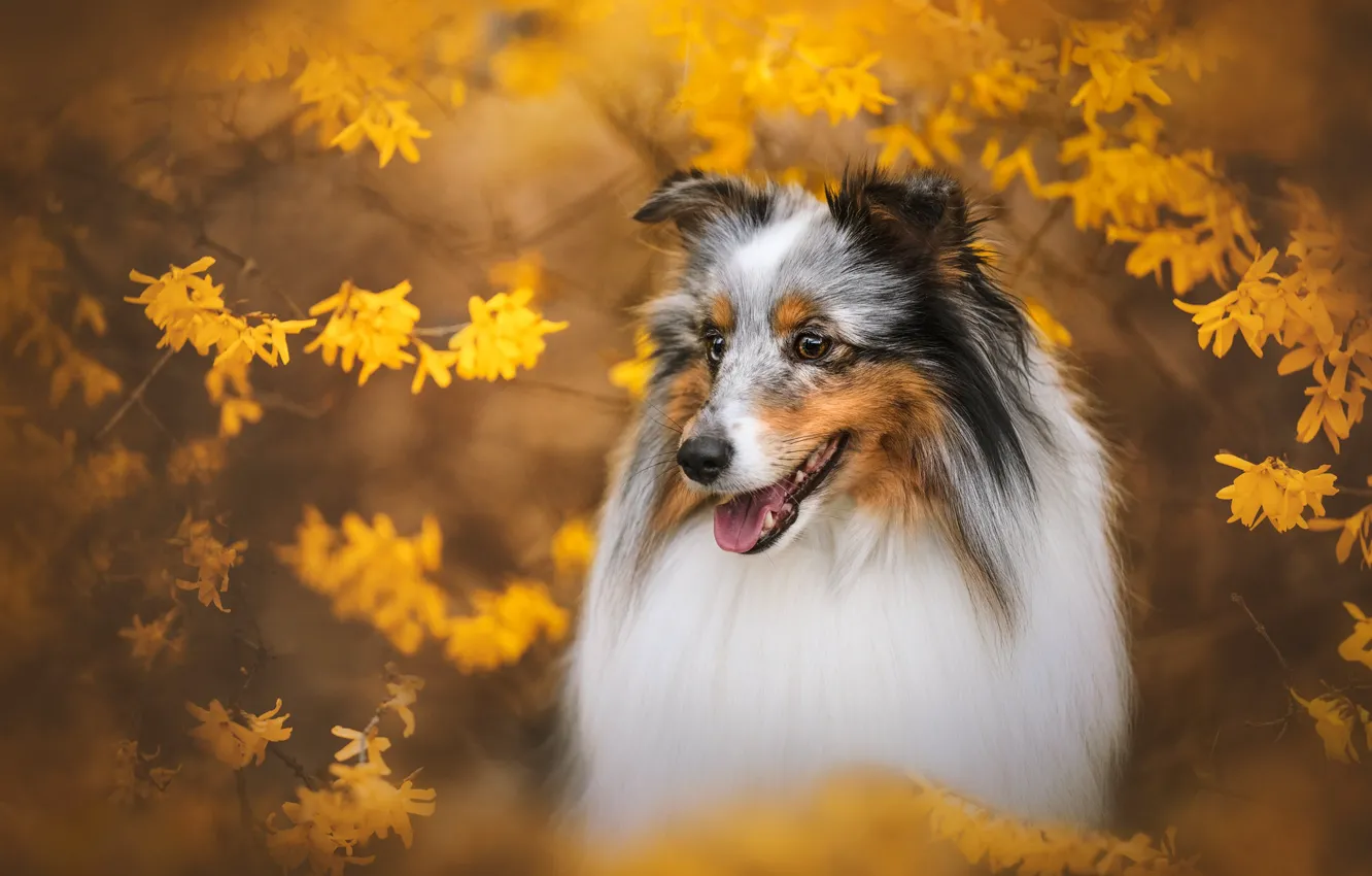 Photo wallpaper face, flowers, branches, dog, flowering, Sheltie, Shetland Sheepdog, long hair