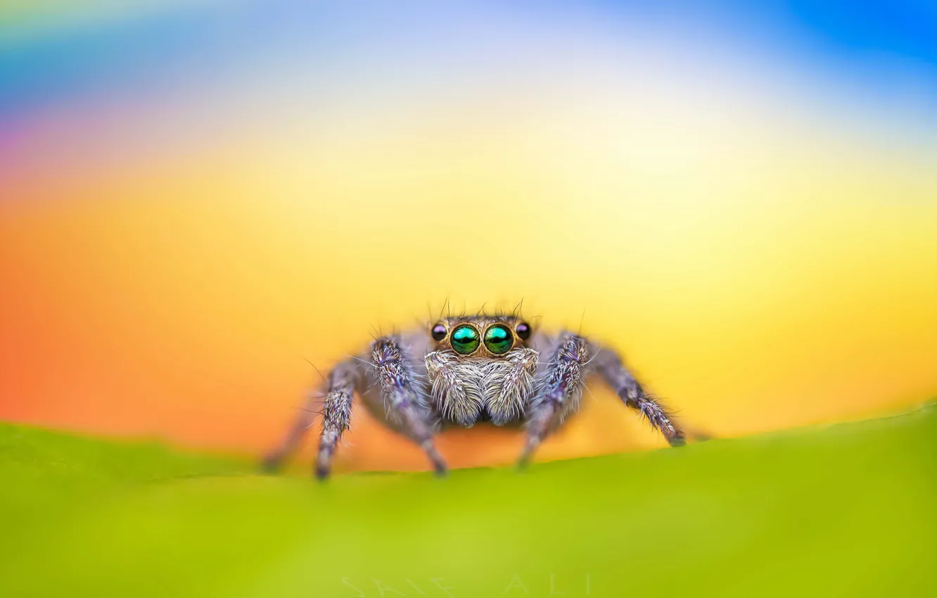 Photo wallpaper spider, macro, jumping, bagheera kiplingi