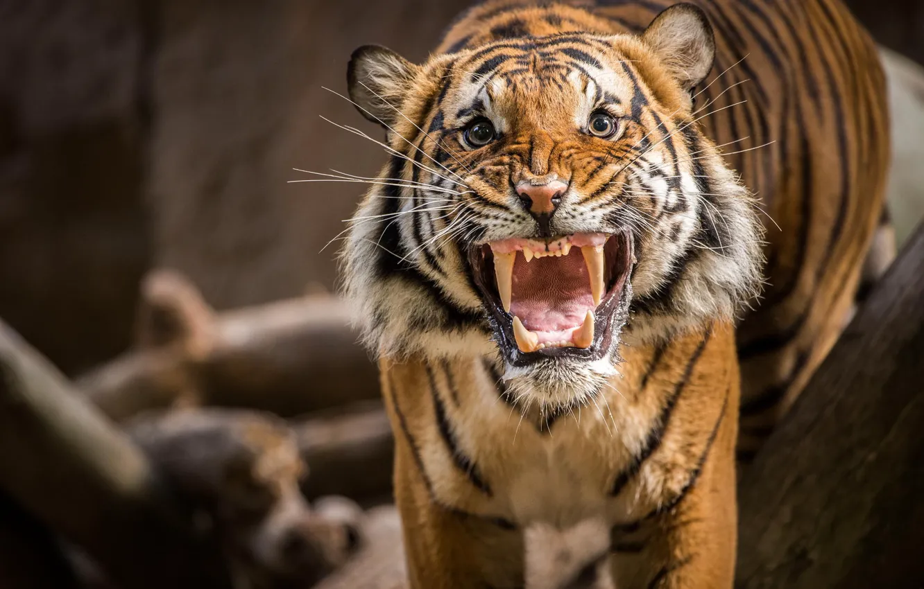 Photo wallpaper tiger, grin, evil, roar
