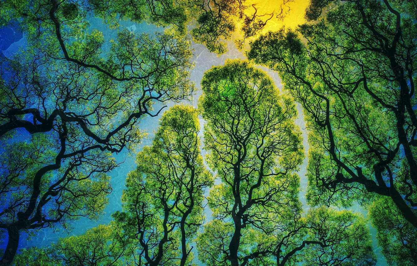 Photo wallpaper trees, nature, texture, leaves, sun, labyrinth, sunlight, branches