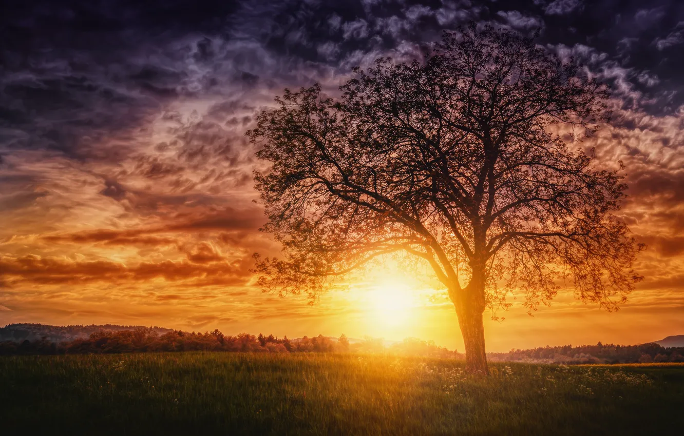 Photo wallpaper the sun, trees, sunset, the evening