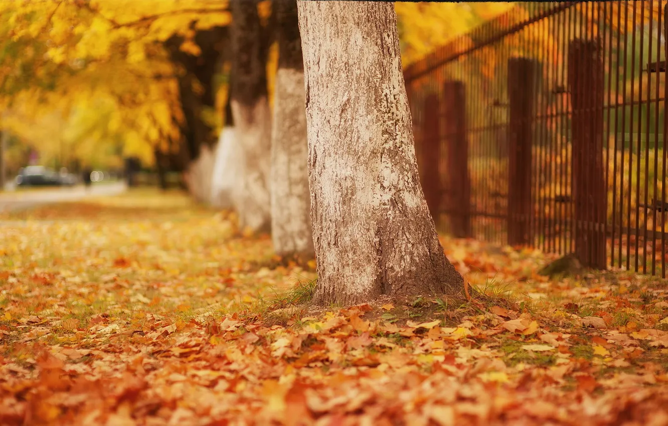 Photo wallpaper autumn, the city, street