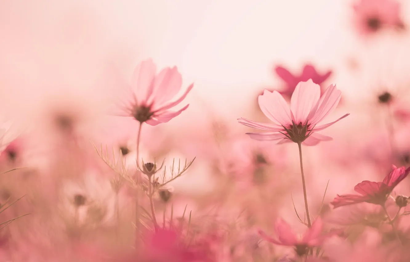 Photo wallpaper grass, flowers, glade, bright, plant, petals, stem, pink