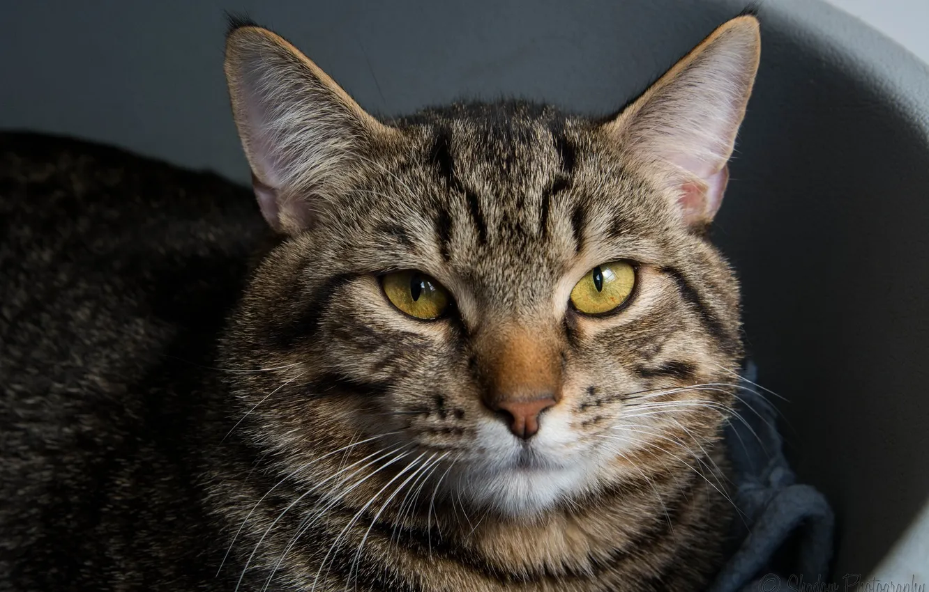 Photo wallpaper cat, cat, face, serious