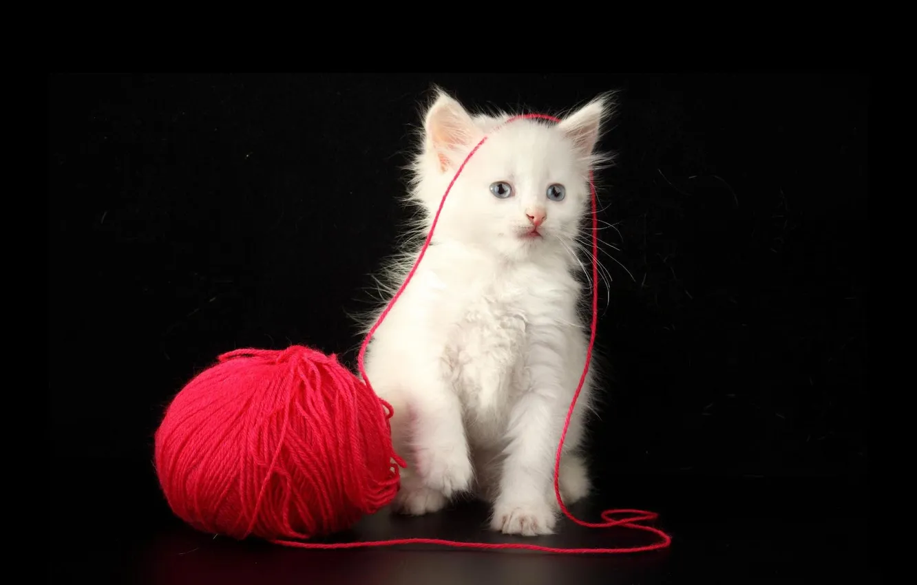 Photo wallpaper cat, tangle, kitty, thread