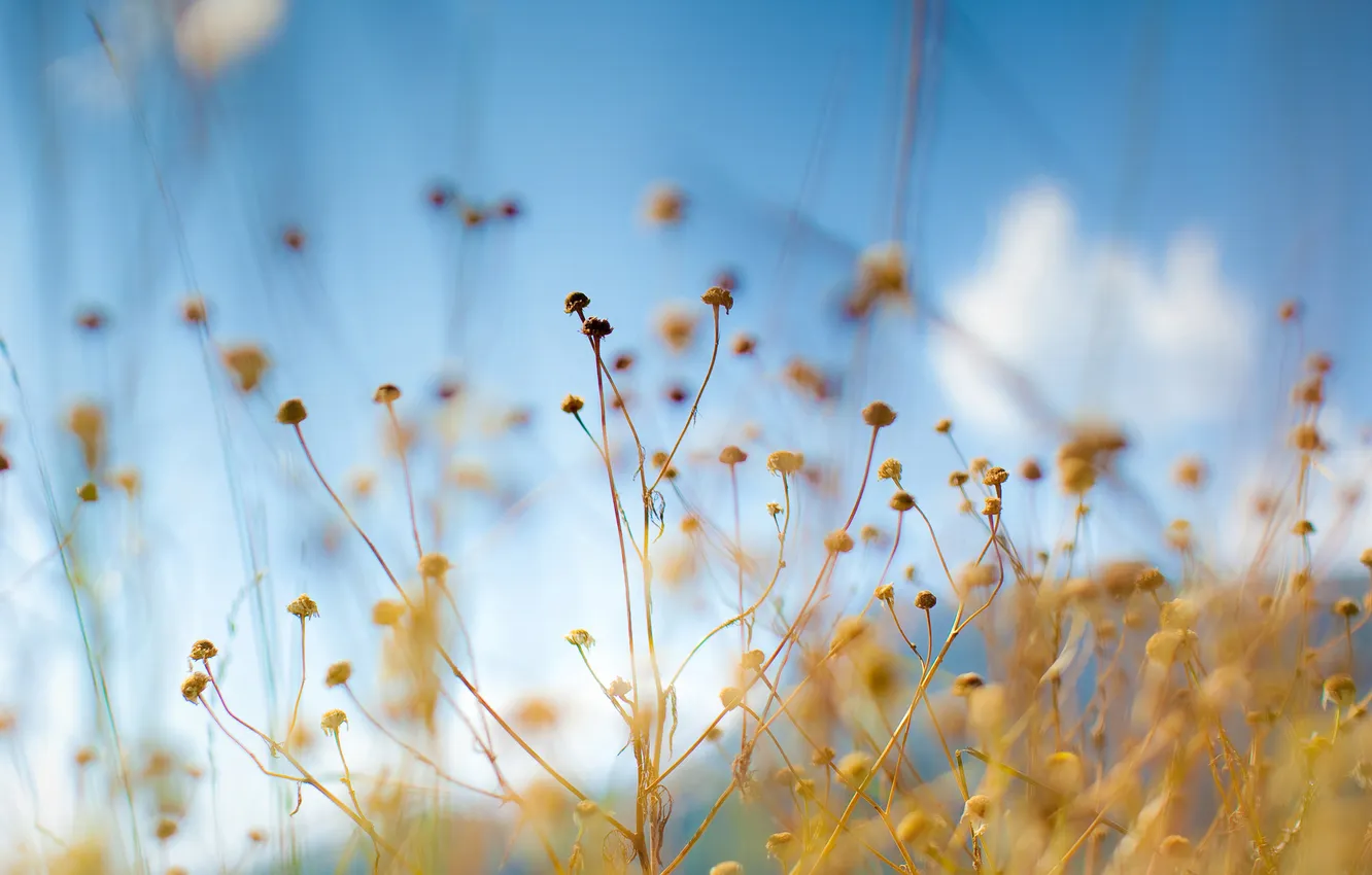 Photo wallpaper the sky, macro, flowers