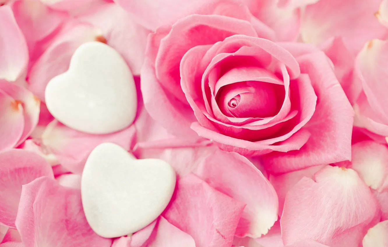 Photo wallpaper flowers, heart, roses, petals, hearts, pink, white, buds