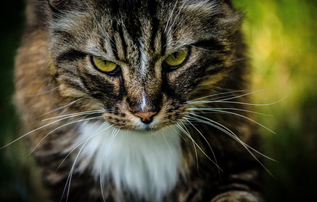 Photo wallpaper cat, look, face