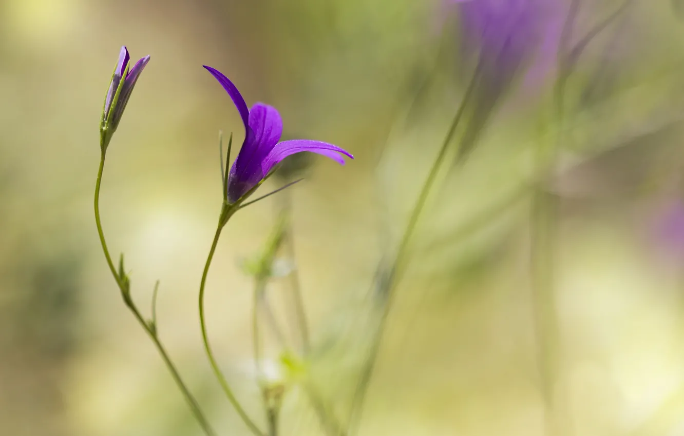 Photo wallpaper flower, background, lilac, blur, Bud