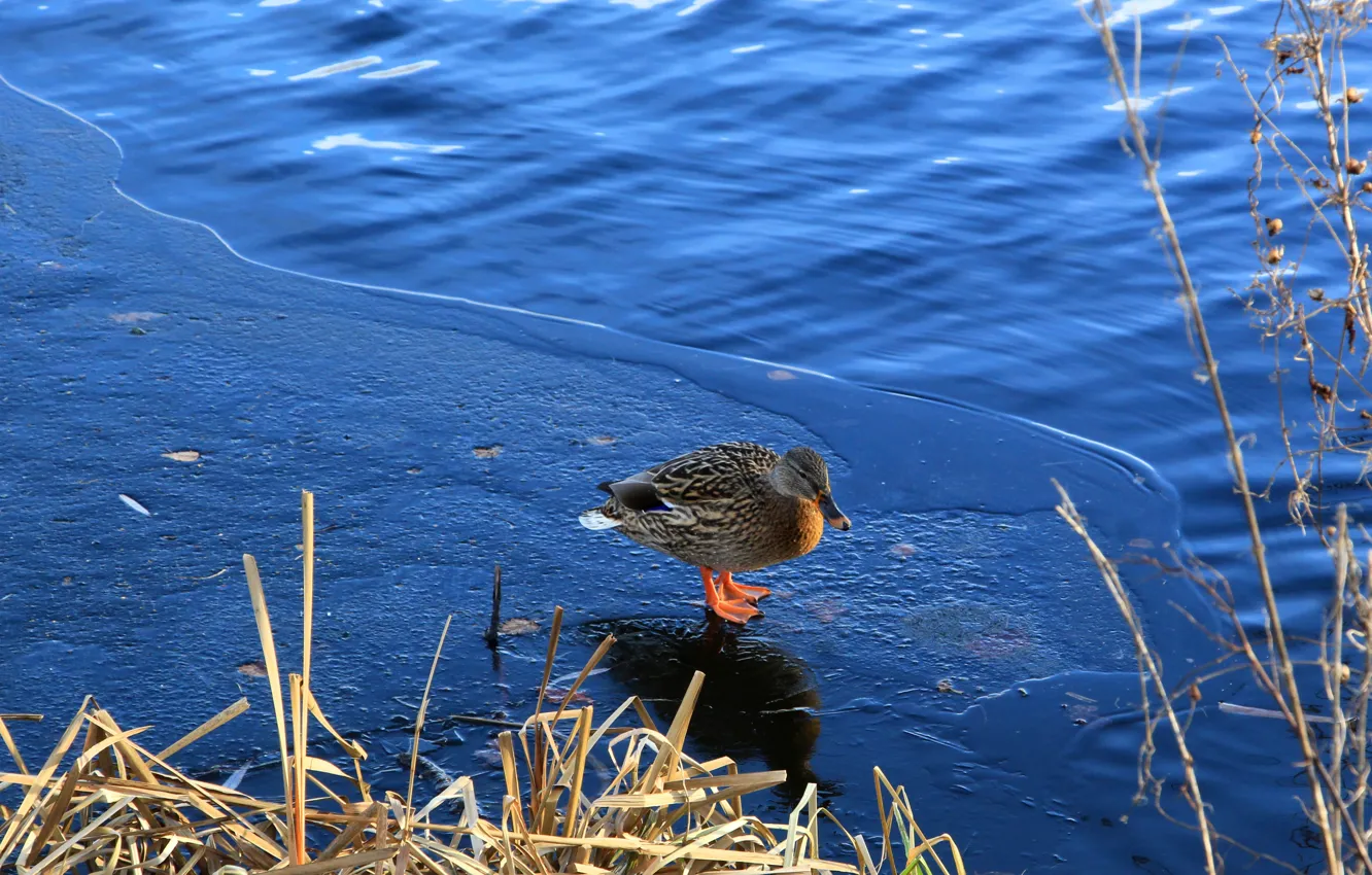 Photo wallpaper ice, bird, water, park, lake, duck