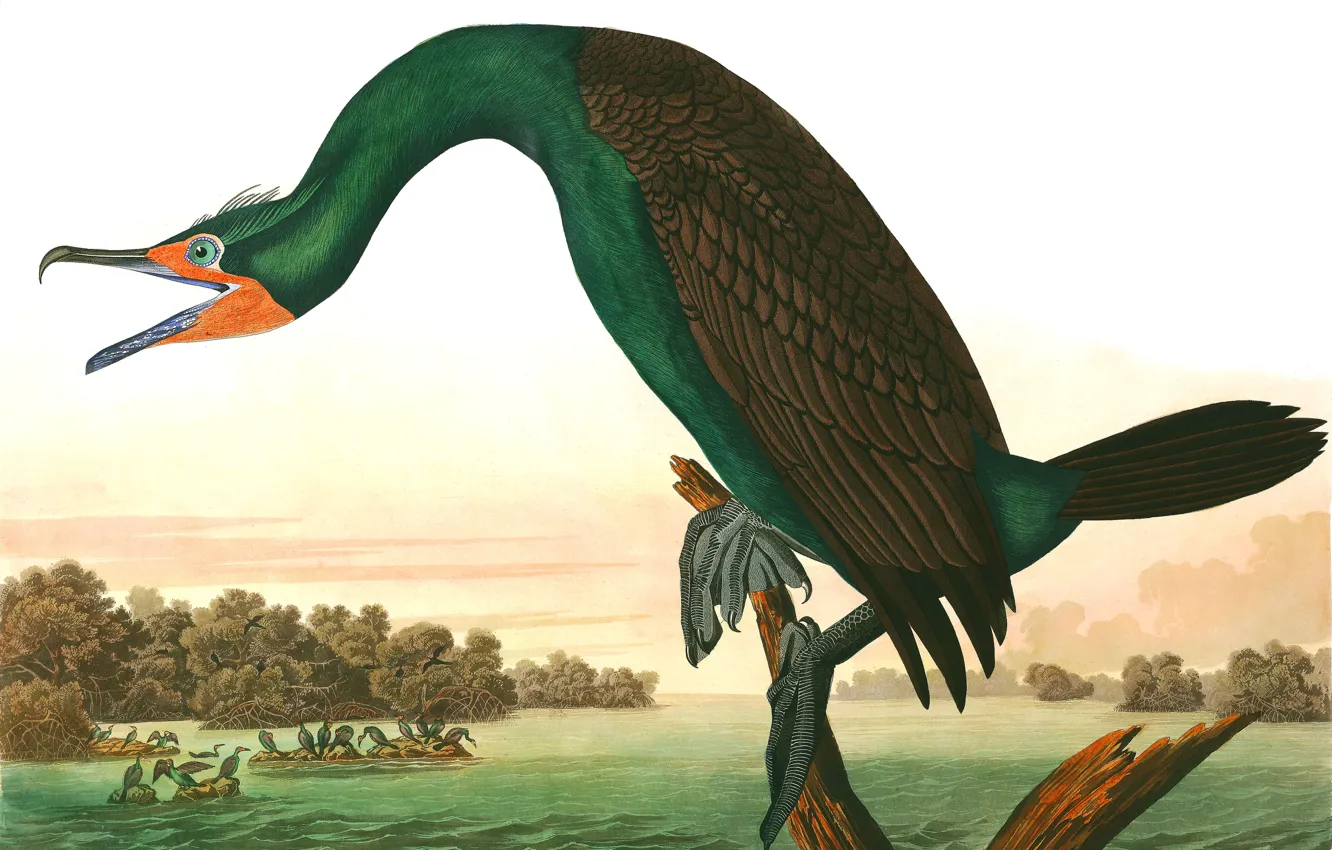 Photo wallpaper picture, John James Audubon, John James Audubon, American animal artist, Birds of America, Birds of …