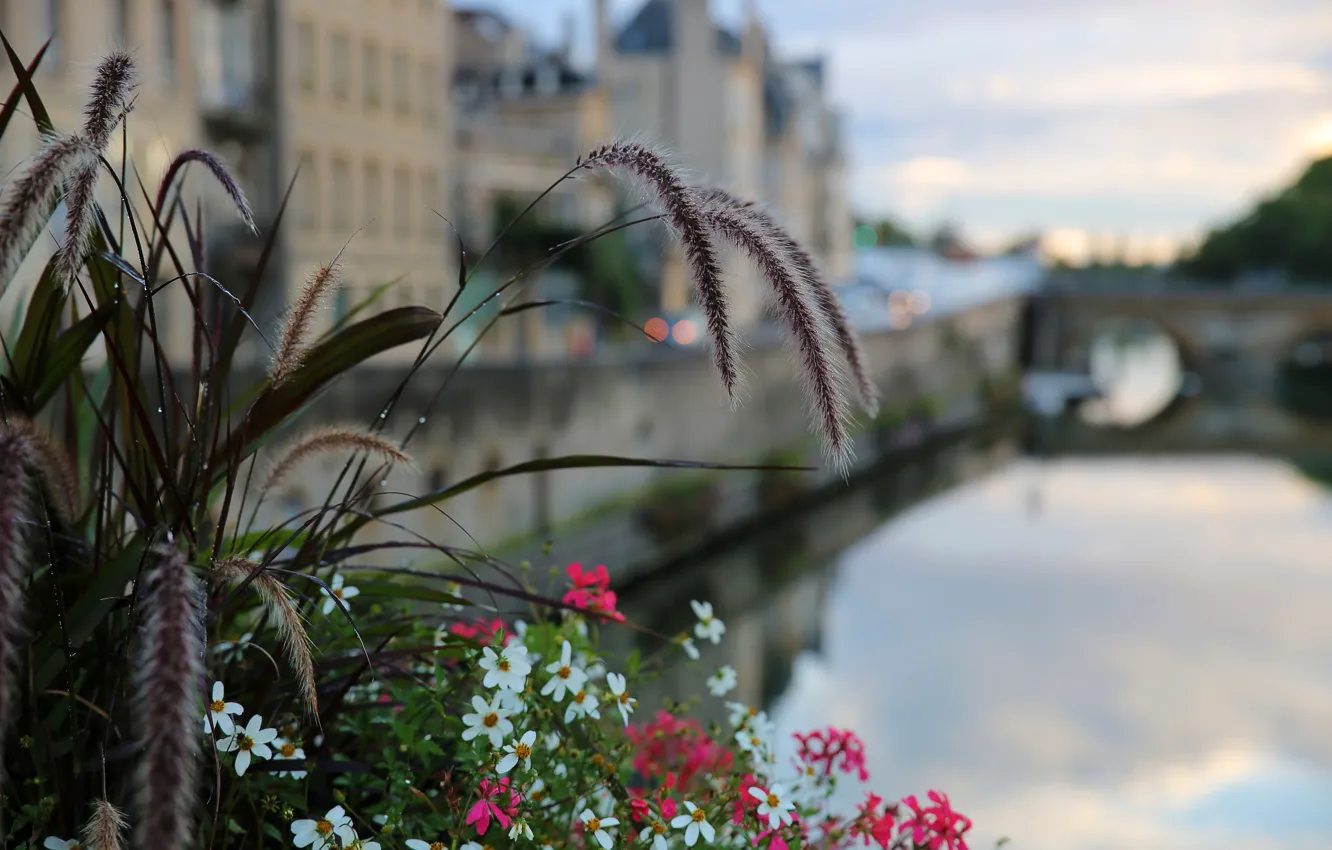 Photo wallpaper the city, France, flowers, bokeh, Metz