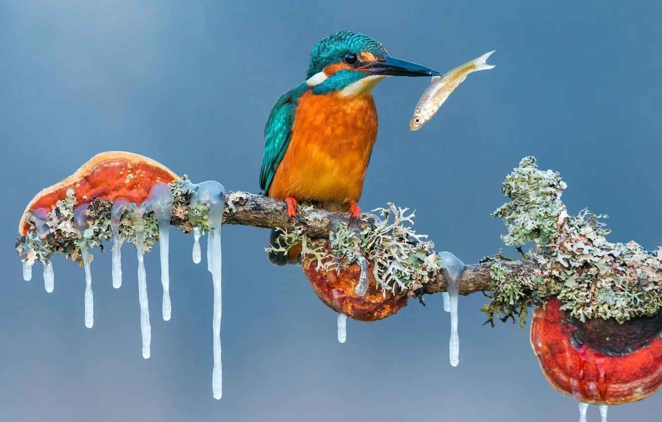 Photo wallpaper ice, animals, nature, winter, birds, fish, branch, kingfisher