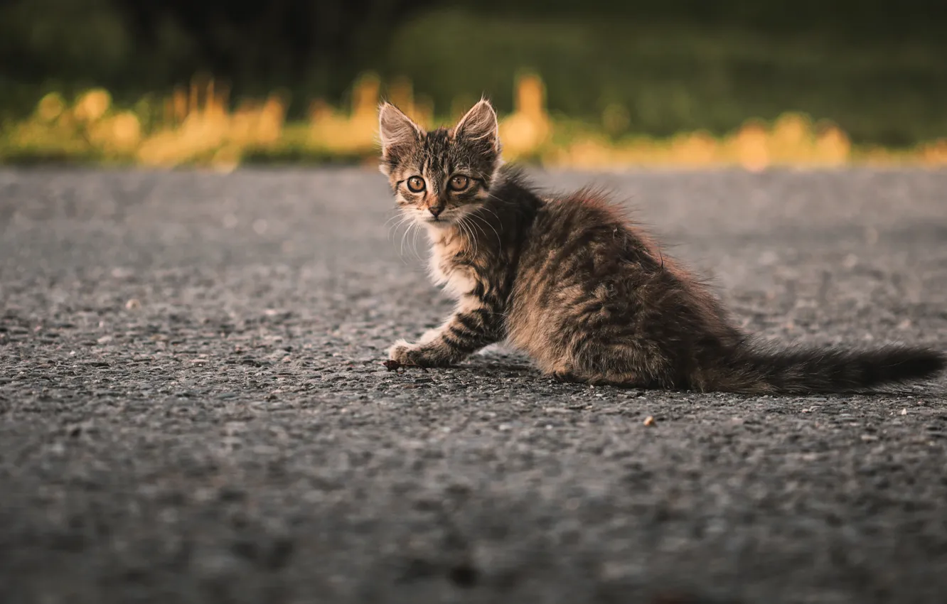 Photo wallpaper cat, cat, look, pose, face