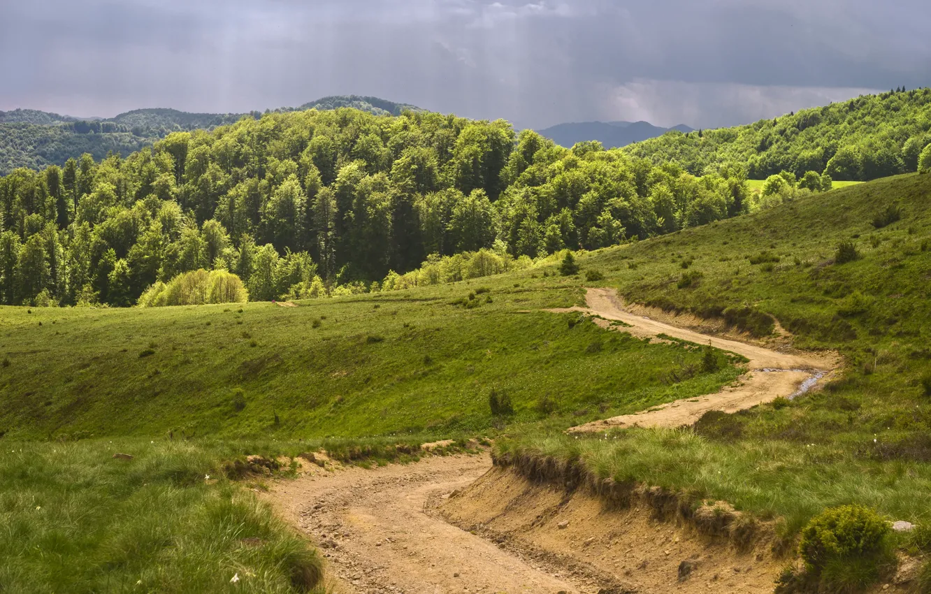 Photo wallpaper road, field, forest, trees
