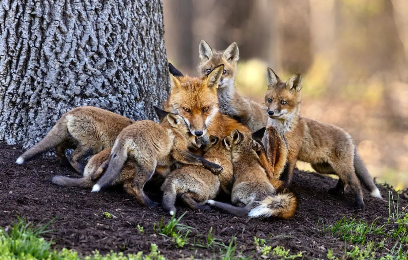 Photo wallpaper Fox, motherhood, Fox, breastfeeding