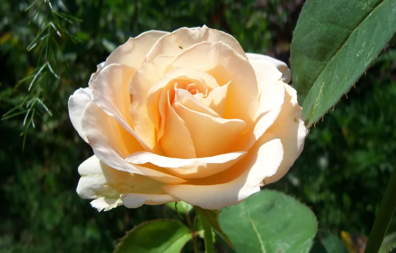 Photo wallpaper flower, rose, 2018, cream, Meduzanol ©