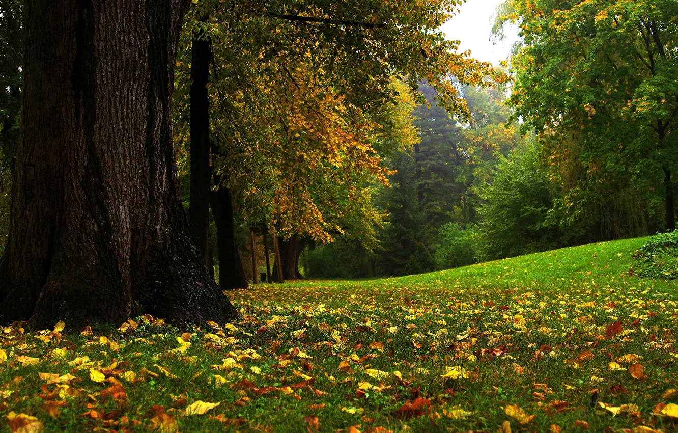 Photo wallpaper autumn, grass, nature, Park, foliage