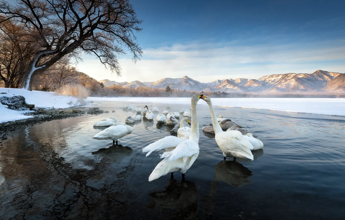 Photo wallpaper birds, nature, lake, swans