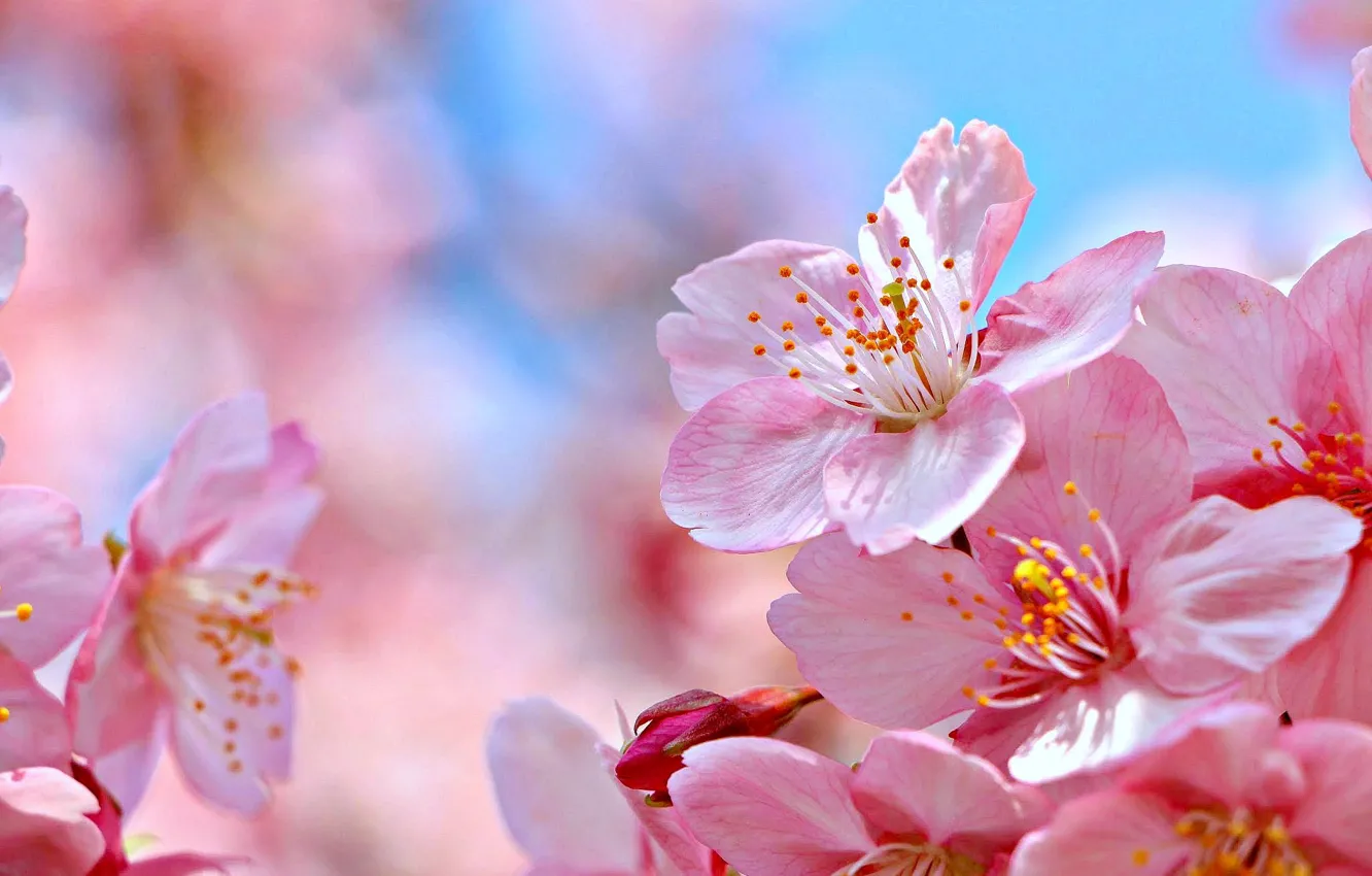 Photo wallpaper macro, flowers, nature, cherry, Sakura, flowering