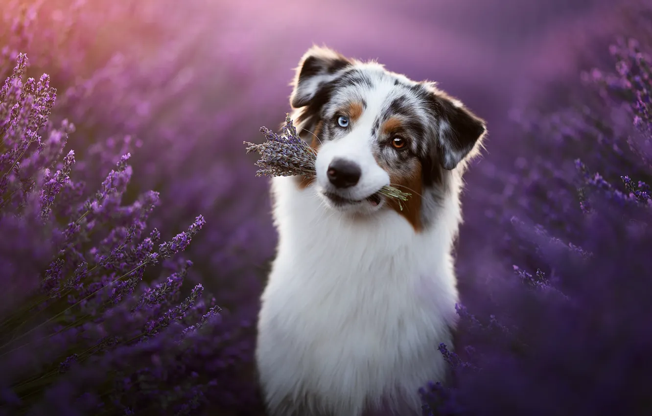 Photo wallpaper each, dog, lavender