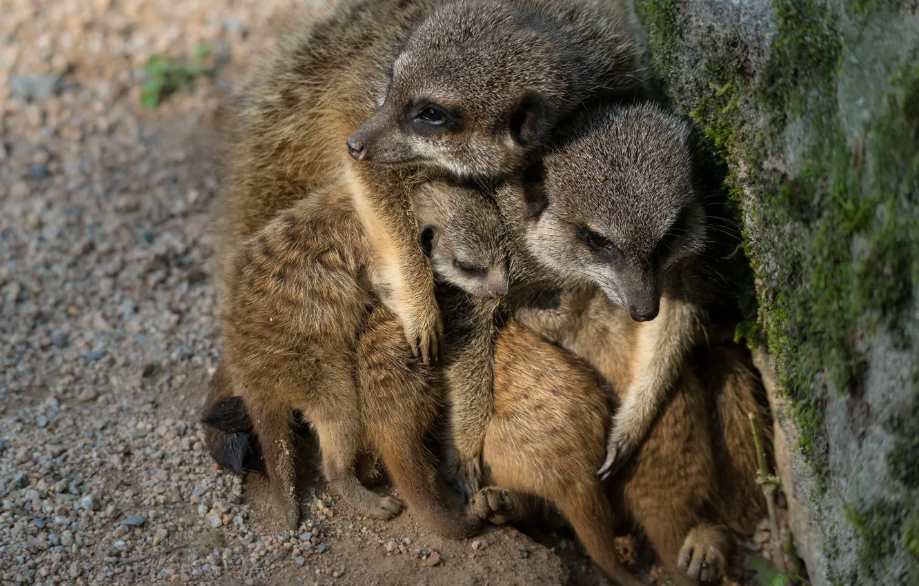 Photo wallpaper pose, meerkats, baby, family, hugs, sitting, mom, hugs
