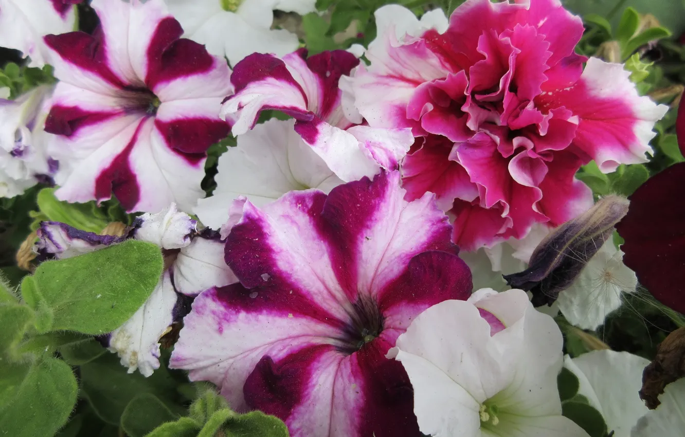 Photo wallpaper flowers, flowerbed, Petunia, Meduzanol ©
