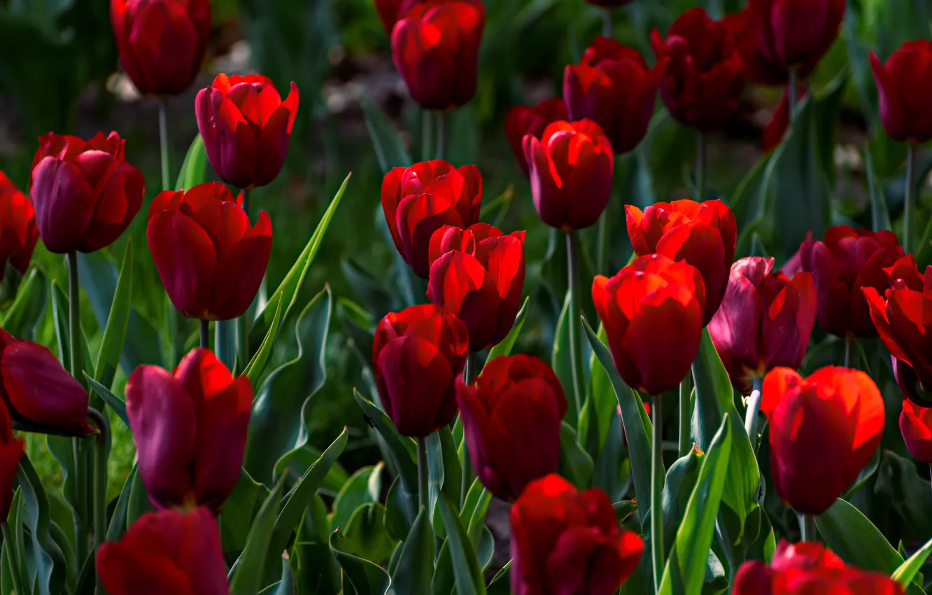 Photo wallpaper greens, leaves, light, flowers, red, glade, bright, spring