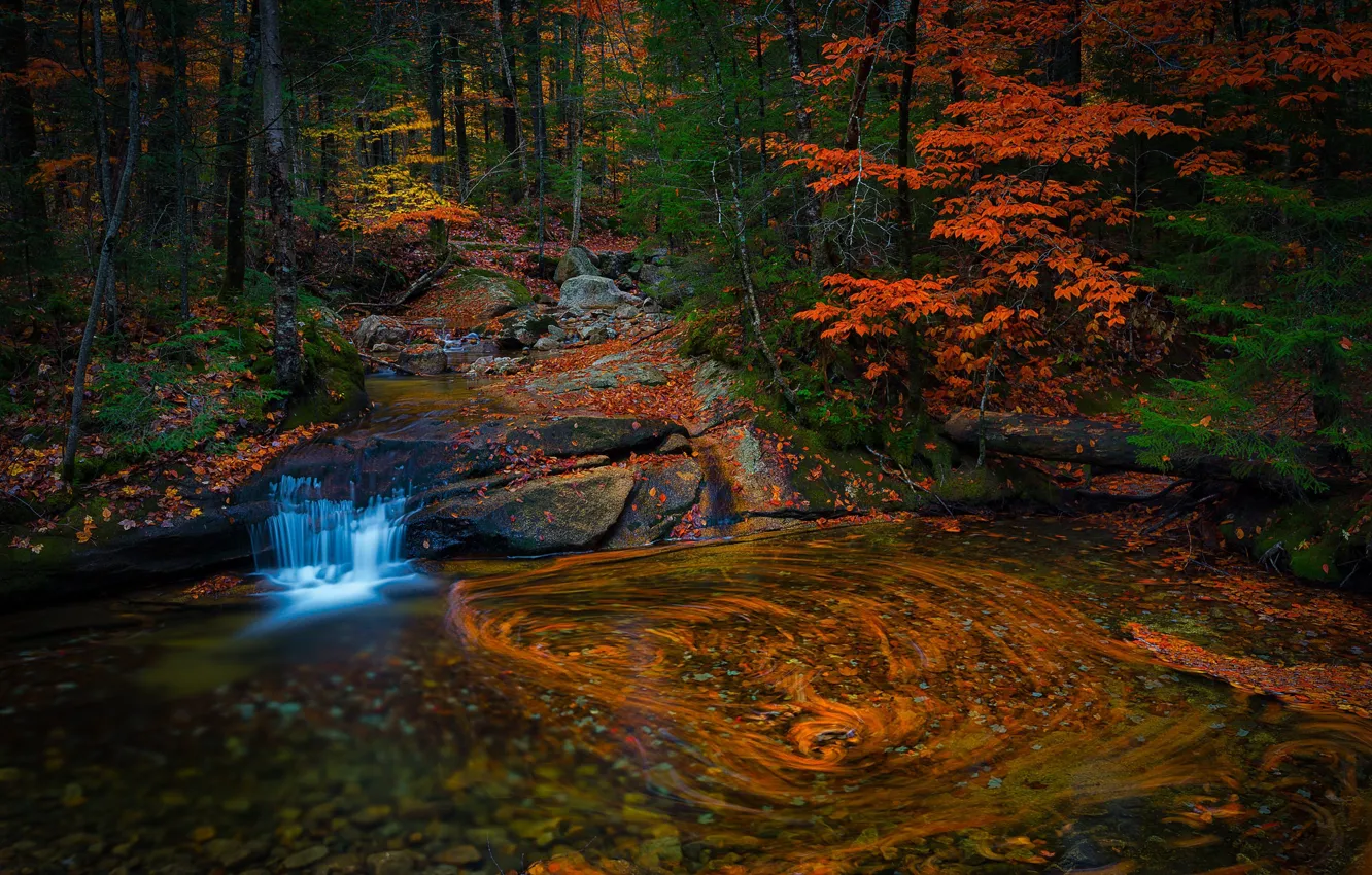 Photo wallpaper autumn, forest, leaves, water, branches, nature, pebbles, pond