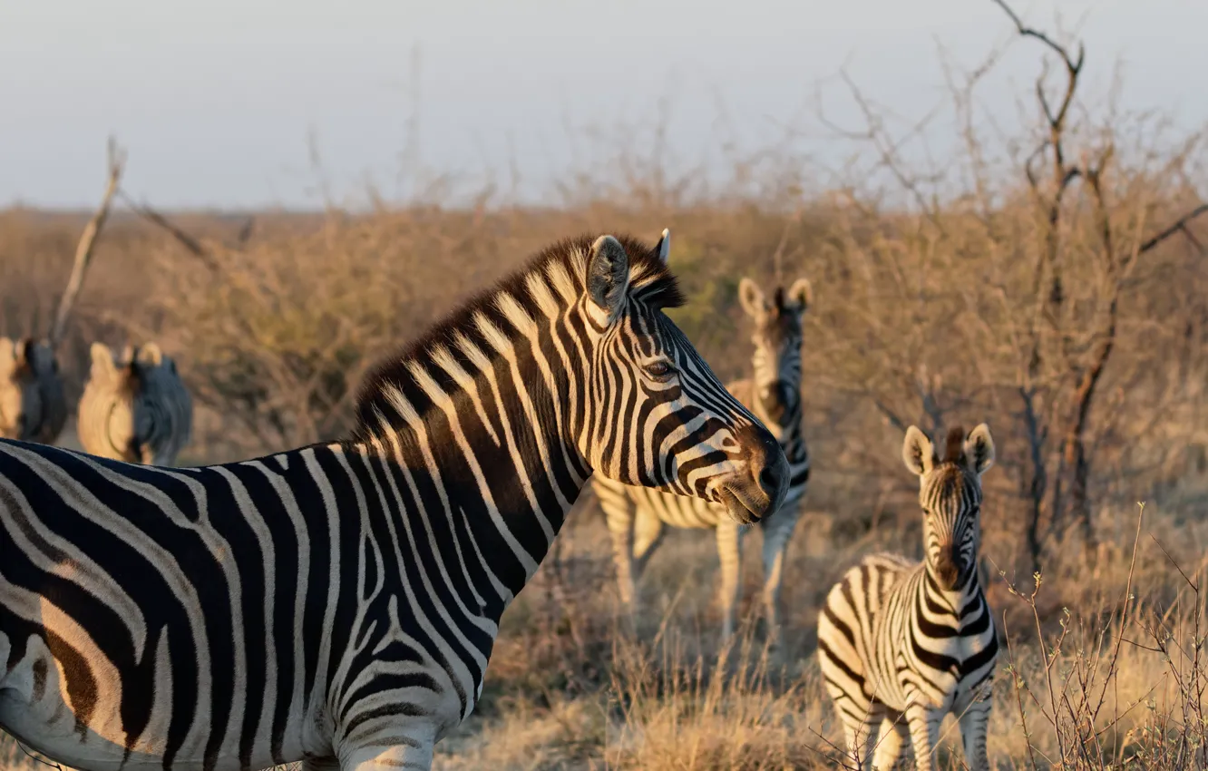 Photo wallpaper face, Zebra, Savannah
