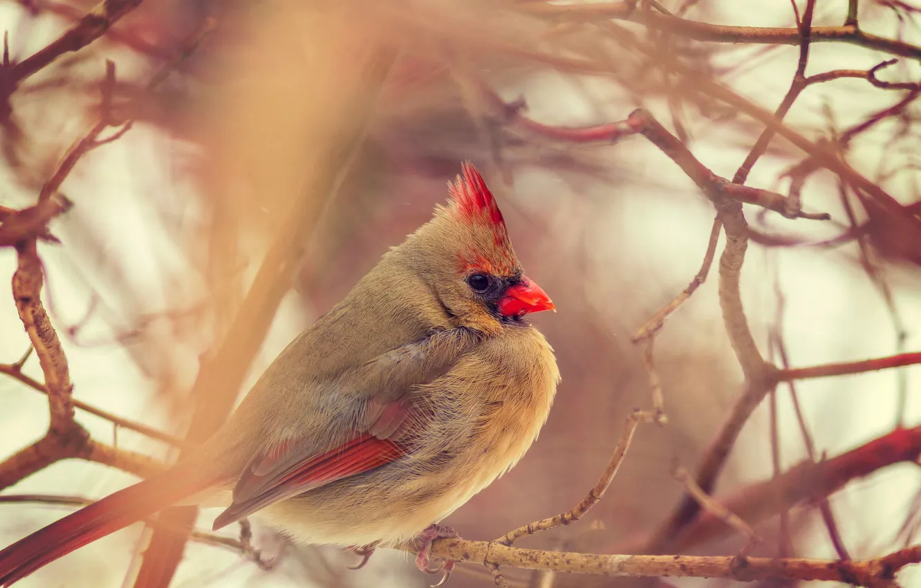 Photo wallpaper bird, winter, canada, female, toronto, cardinal, Cardinal