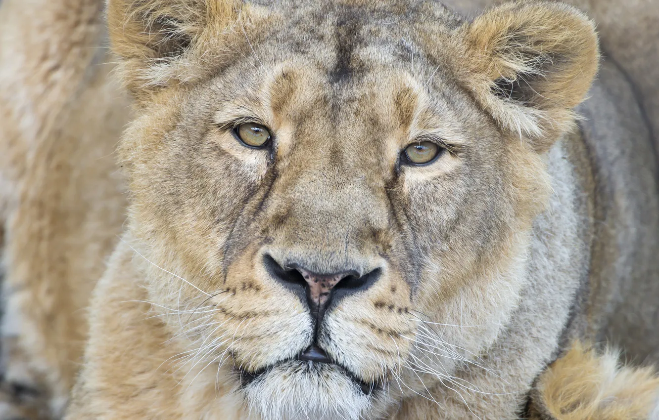 Photo wallpaper cat, look, face, lioness, ©Tambako The Jaguar