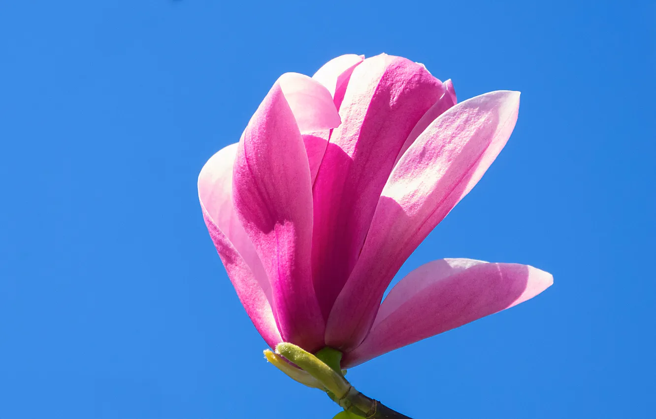 Photo wallpaper the sky, branches, petals, Magnolia