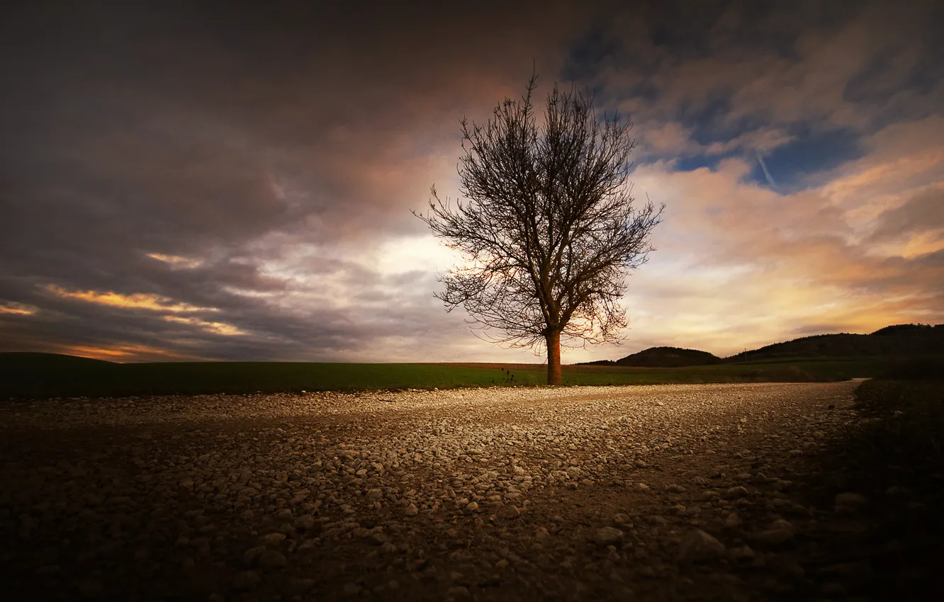 Photo wallpaper road, field, the sky, trees, stones