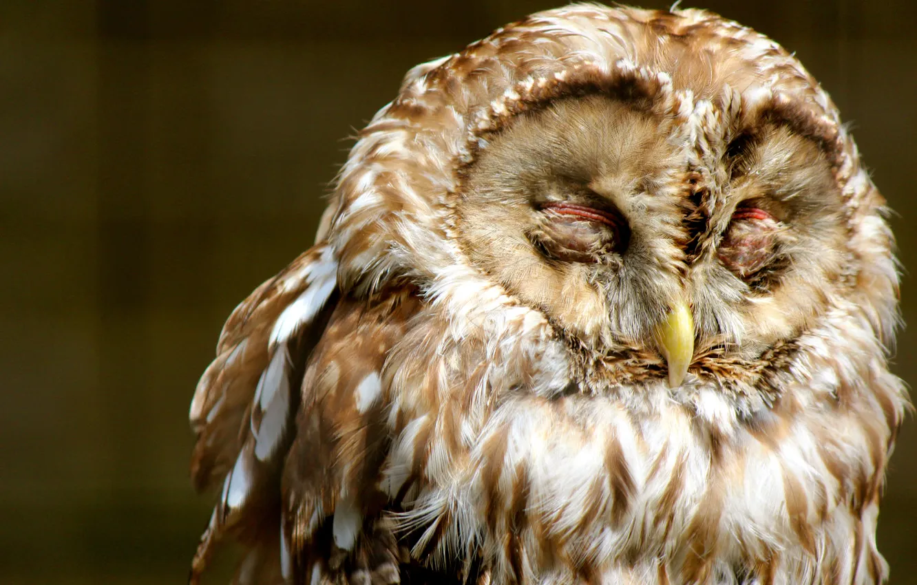 Photo wallpaper owl, bird, tail, closed eyes, motley