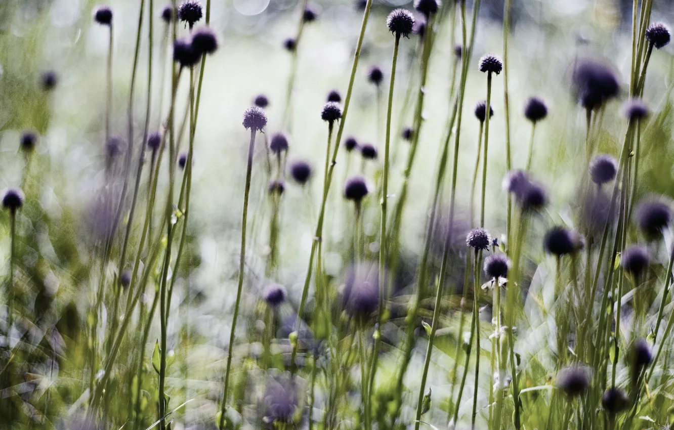 Photo wallpaper macro, light, flowers, nature, glare, photo, background, Wallpaper