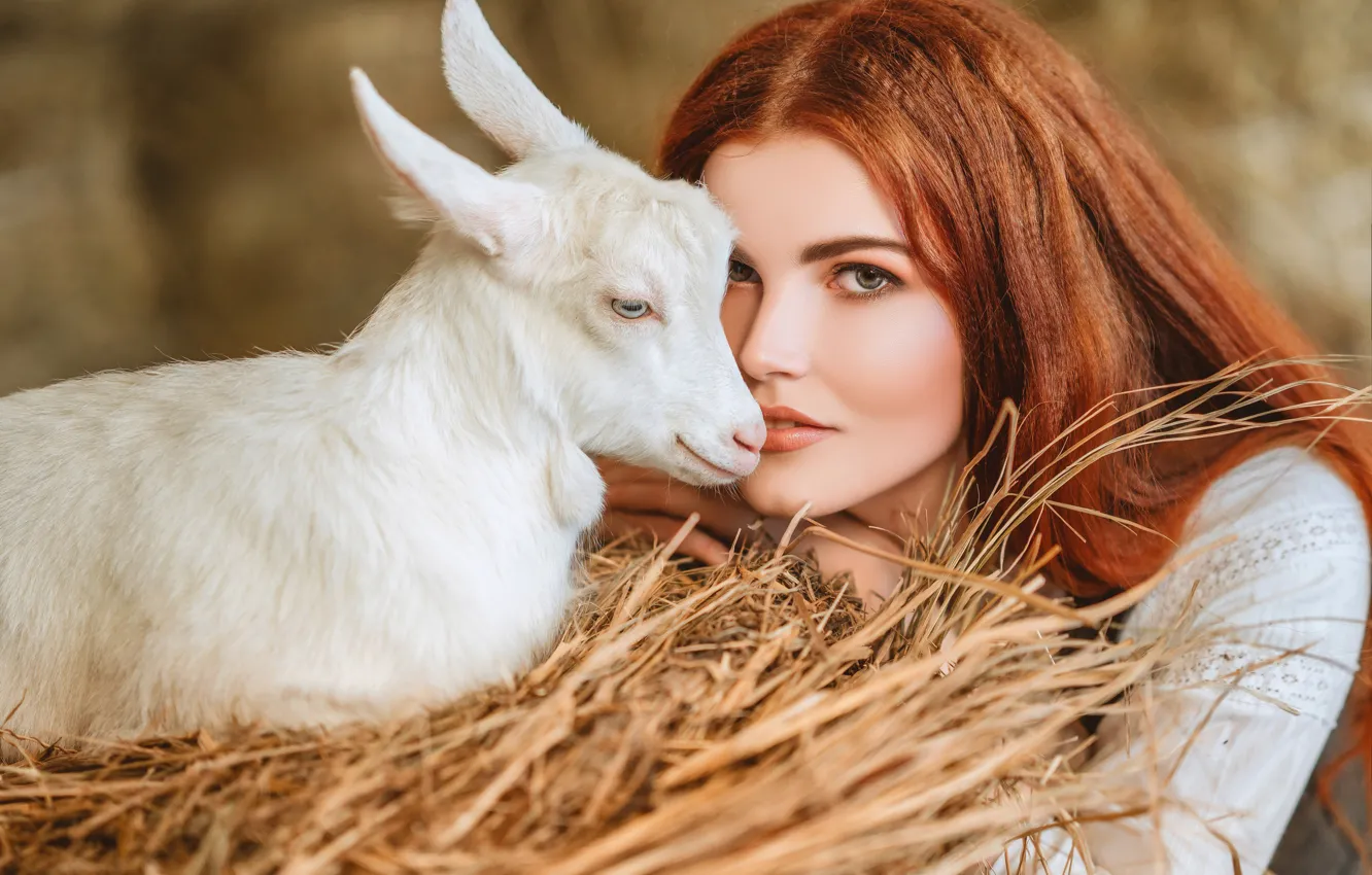 Photo wallpaper look, girl, face, hay, red, redhead, goat, goat