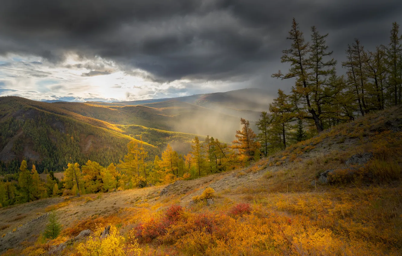 Photo wallpaper autumn, trees, space, haze, the beauty of nature, autumn day, Rustem Dikov