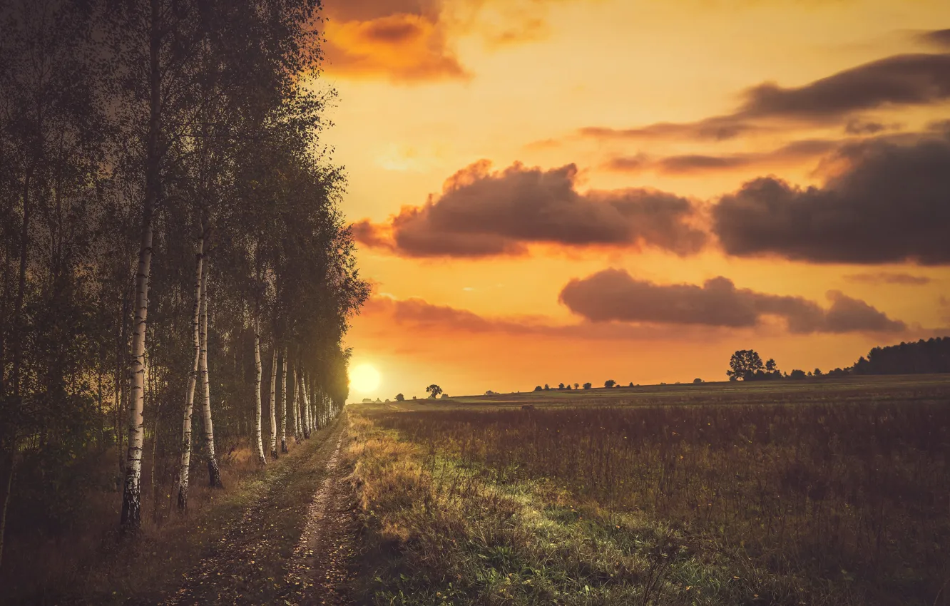 Photo wallpaper road, field, forest, the sun, clouds, sunset, the evening, birch