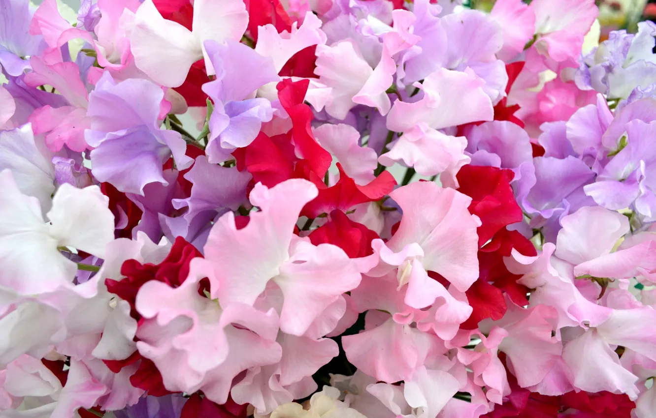 Photo wallpaper flowers, pink flowers, Sweet peas
